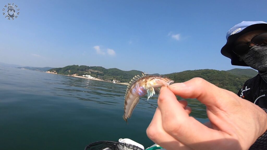 オシコンでハゼまで釣ってしまう